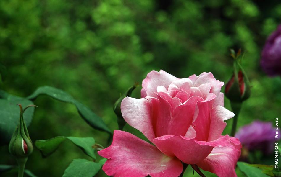 ©SUNFLOR - Primavera